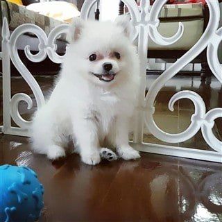 Pomeranian potty clearance training